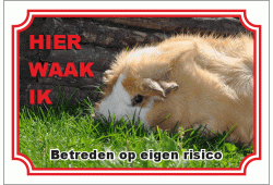 Cavia langharig 
