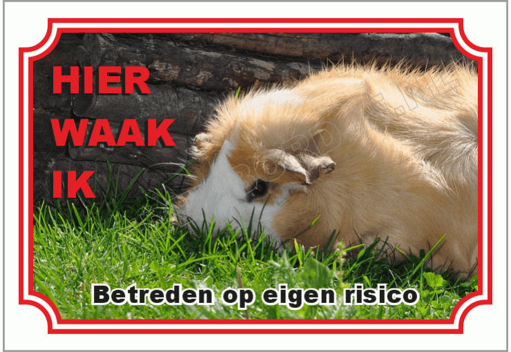 Cavia langharig 