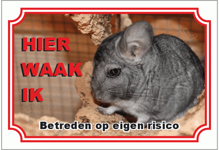 Chinchilla