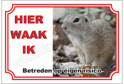 Grondeekhoorn