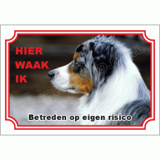 Australian shepherd