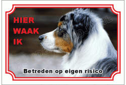 Australian shepherd