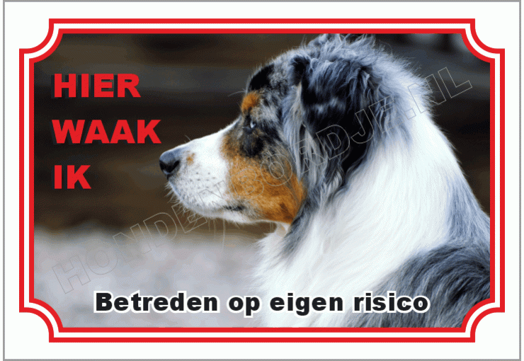 Australian shepherd