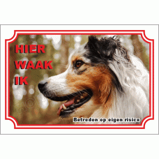 Australian shepherd