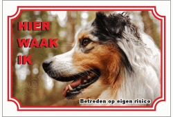 Australian shepherd