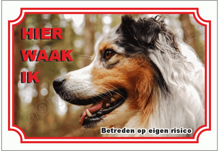 Australian shepherd