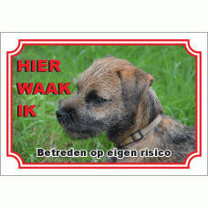 Border terrier