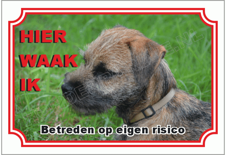 Border terrier