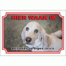 Basset hound blond