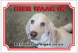 Basset hound blond