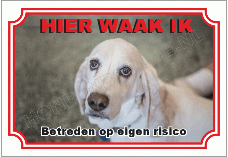 Basset hound blond