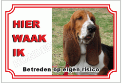 Basset hound bruin