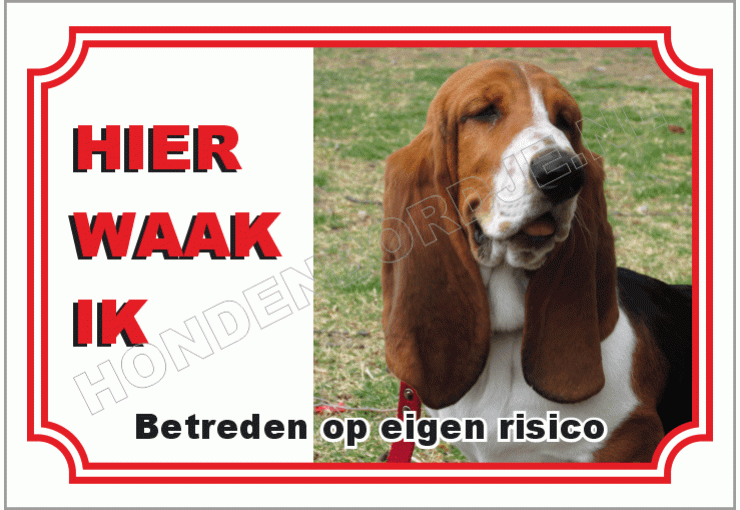 Basset hound bruin