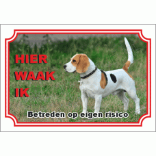 Beagle