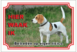 Beagle