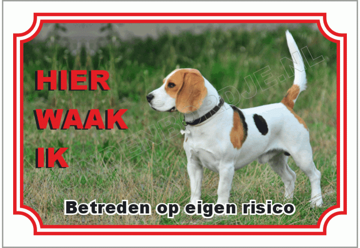 Beagle