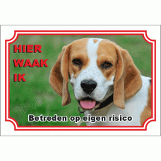Beagle