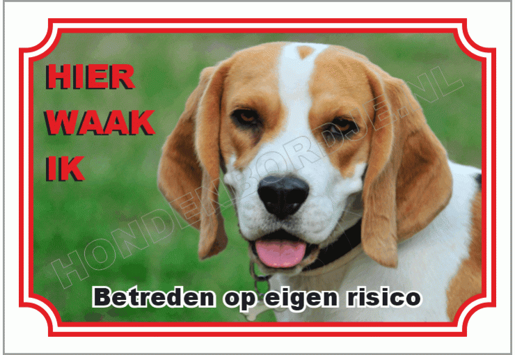 Beagle