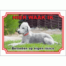Bedlington terrier