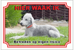 Bedlington terrier