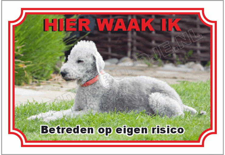 Bedlington terrier