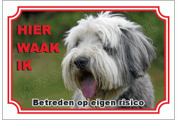 Bearded collie