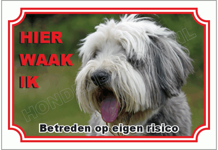 Bearded collie