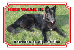 Belgische herdershond, groenendaeler