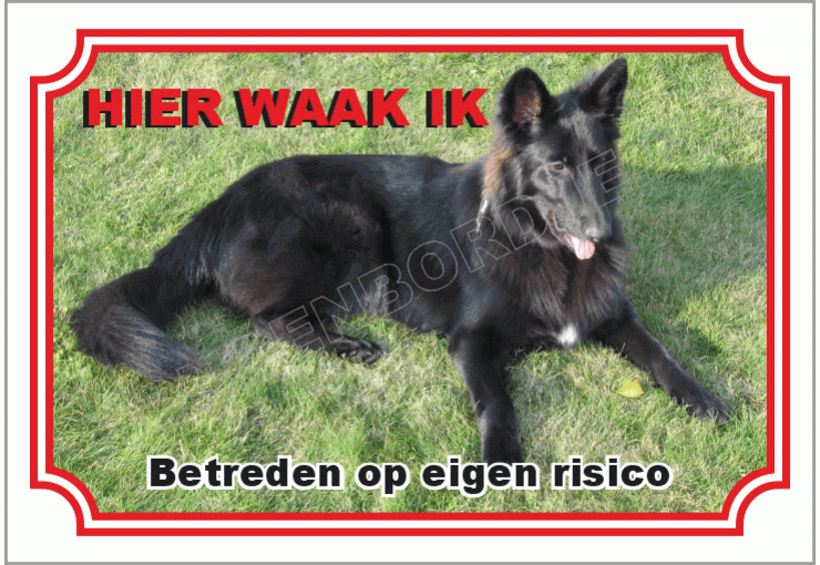 Belgische herdershond, groenendaeler
