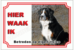 Berner  sennenhond