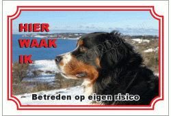 Berner  sennenhond