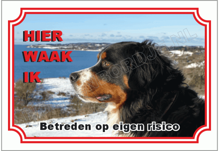 Berner  sennenhond
