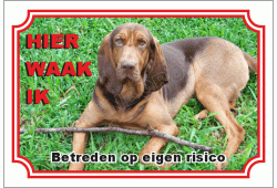 Bloedhond