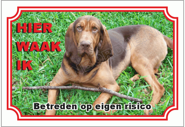 Bloedhond