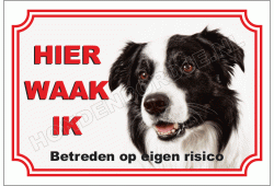 Border collie