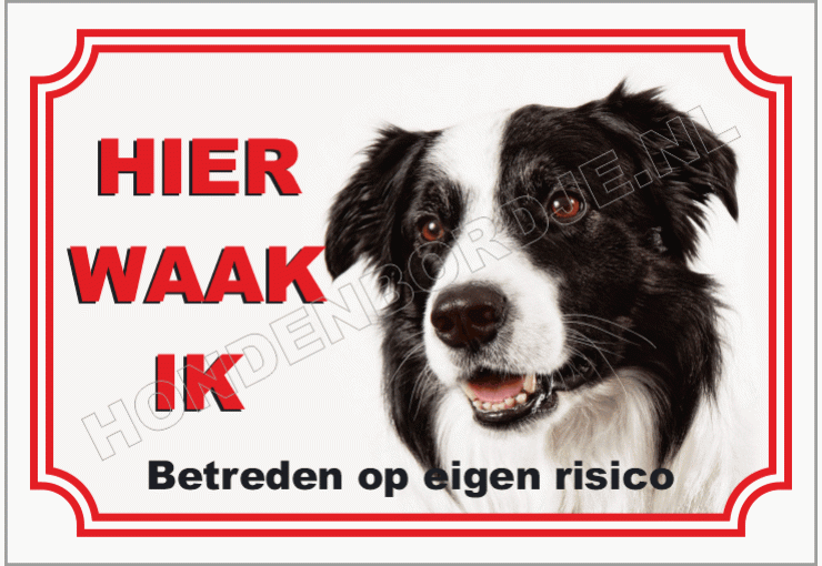 Border collie