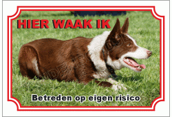 Border collie