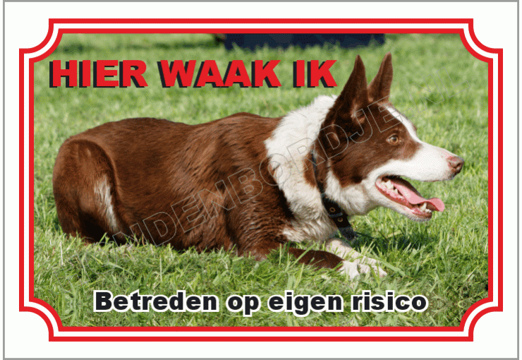 Border collie