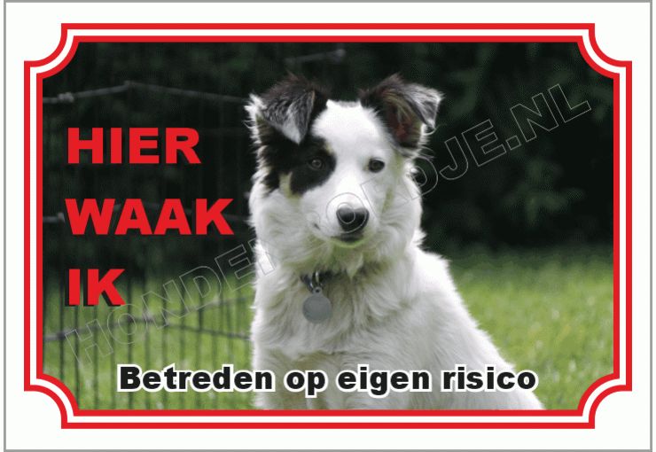 Border collie