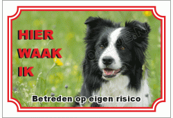 Border collie