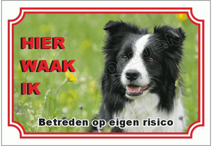Border collie