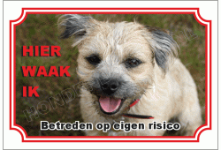 Border terrier