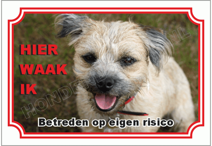 Border terrier