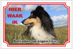 Collie