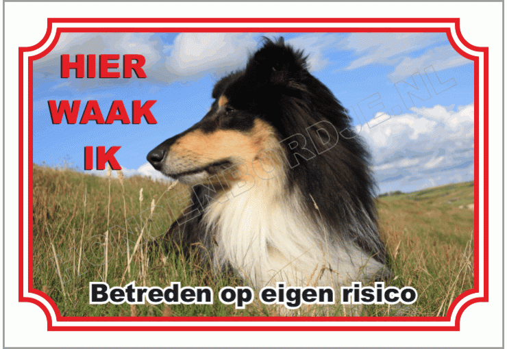 Collie