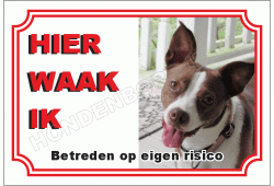 Boston terrier