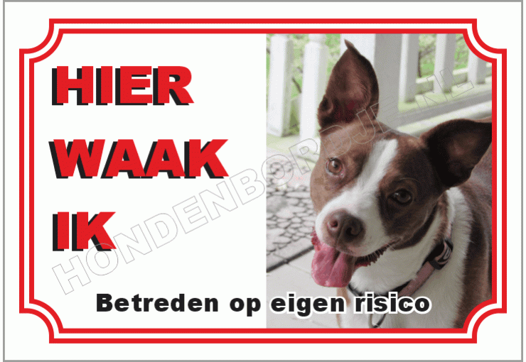 Boston terrier