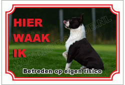 Boston terrier