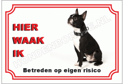 Boston terrier