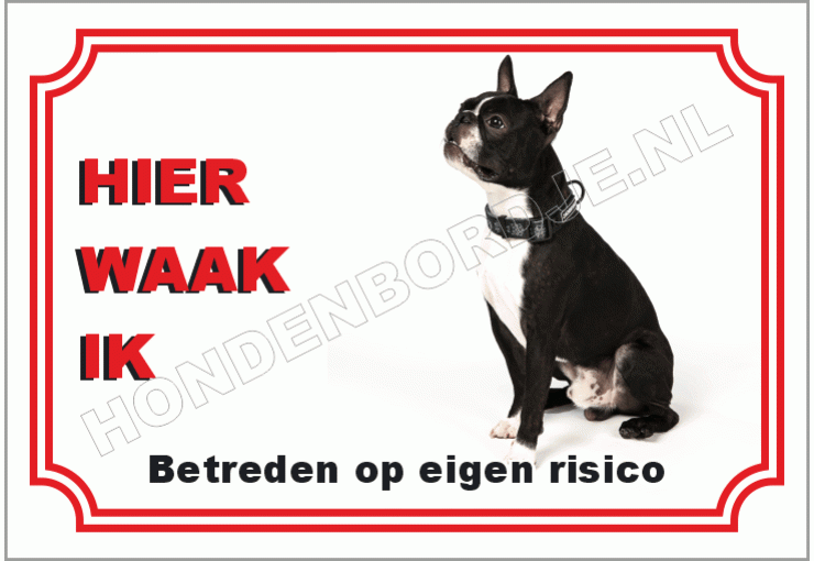 Boston terrier